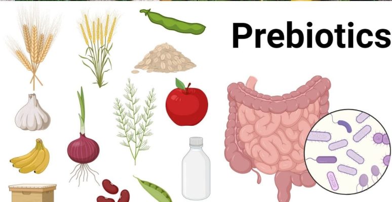 Prebiotics là gì? Tác dụng & cách bổ sung hiệu quả cho sức khỏe