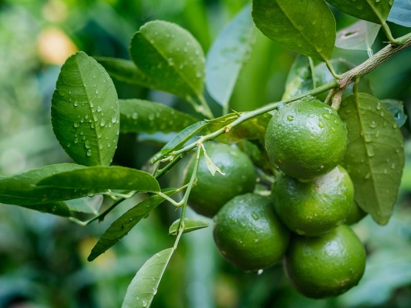 Trị hôi miệng bằng lá chanh giúp khử mùi hôi hiệu quả