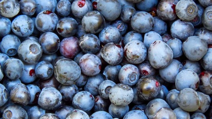 Ăn việt quất có tác dụng gì? Khám phá lợi ích bất ngờ cho sức khỏe