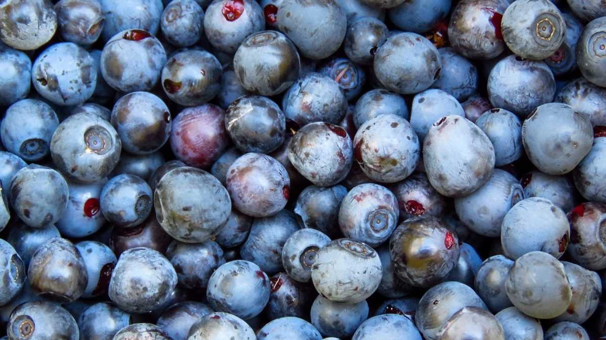 Ăn việt quất có tác dụng gì? Khám phá lợi ích bất ngờ cho sức khỏe