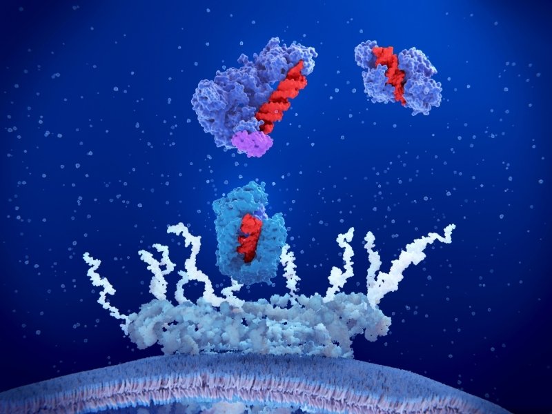 Hoạt tính của enzyme chủ chốt NAMPT trong con đường tái chế suy giảm rõ rệt theo thời gian (Nguồn: Internet)